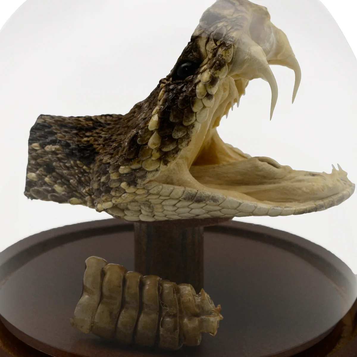 Genuine Eastern Diamondback Rattlesnake Head and Tail Rattle In Glass Display - Image 5