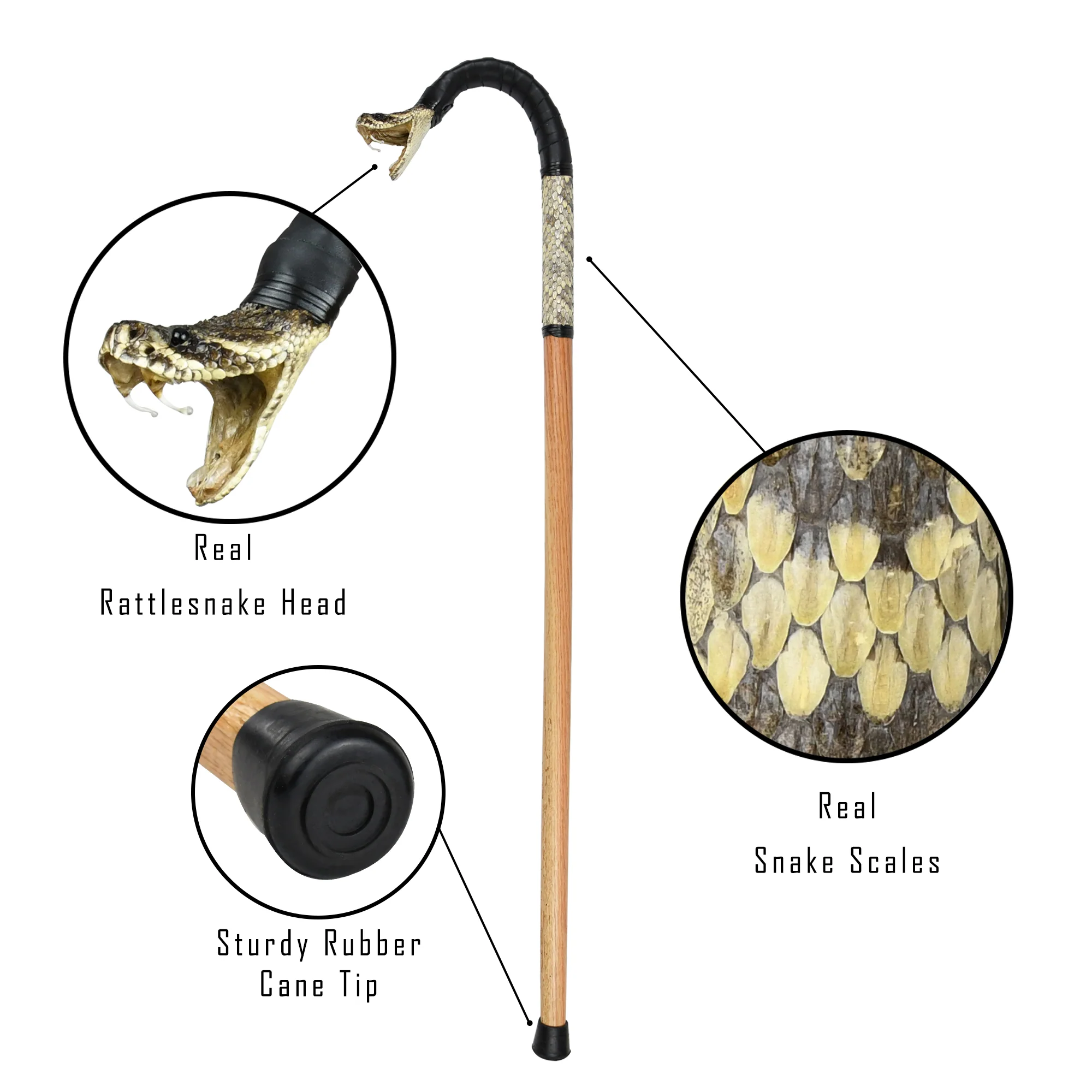 Walking Stick Genuine Rattlesnake Head Cane Eastern Diamondback Real Taxidermy - Image 3