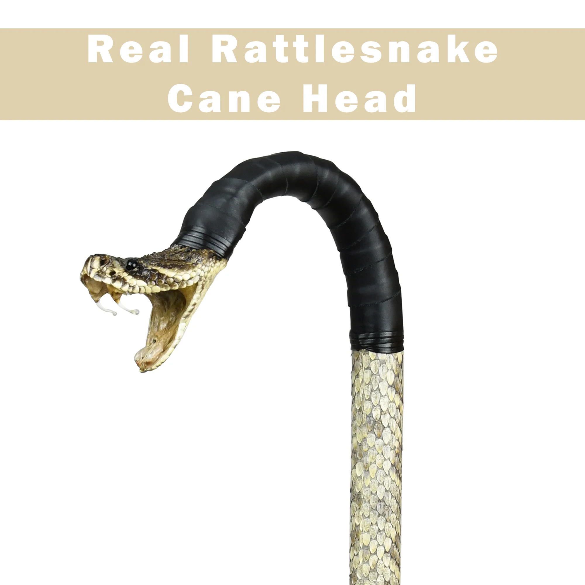 Walking Stick Genuine Rattlesnake Head Cane Eastern Diamondback Real Taxidermy - Image 6