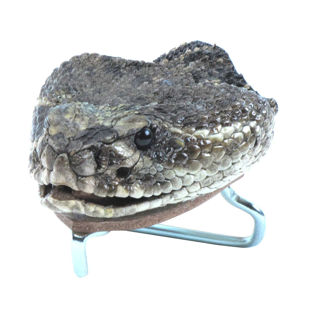 Genuine Taxidermy Rattlesnake Head Belt Buckle Real Snake Skin Cloth Accessory - Image 2