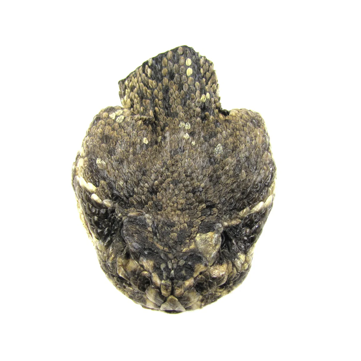 Genuine Taxidermy Rattlesnake Head Belt Buckle Real Snake Skin Cloth Accessory - Image 3