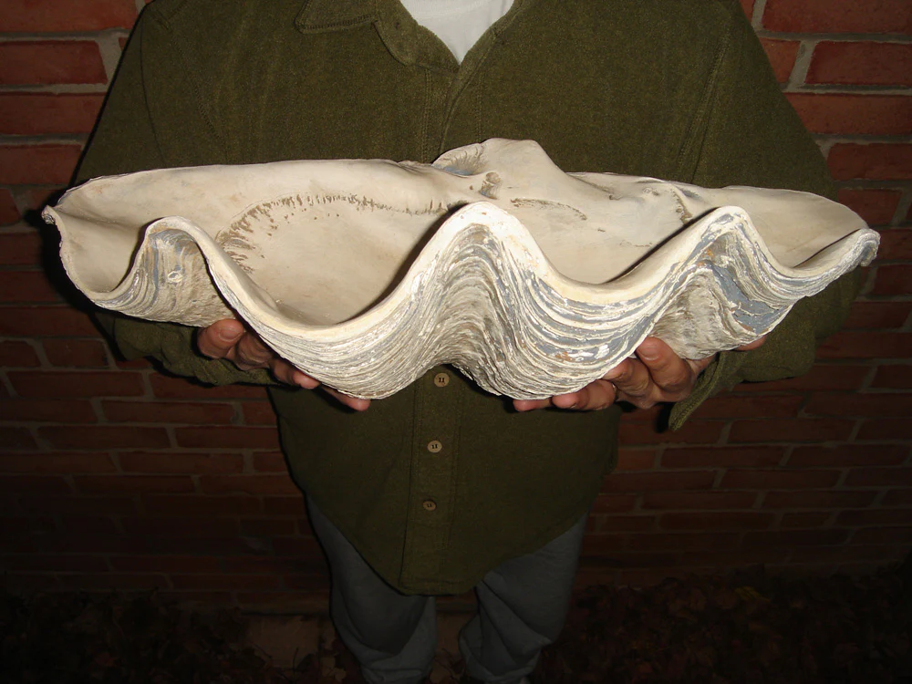 GIANT 22" Twenty Two Inch CLAM SHELL Tridacna Gigas Seashell - Image 2