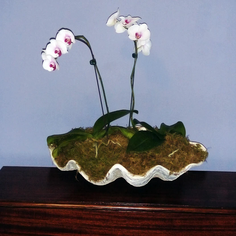 GIANT 22" Twenty Two Inch CLAM SHELL Tridacna Gigas Seashell - Image 3