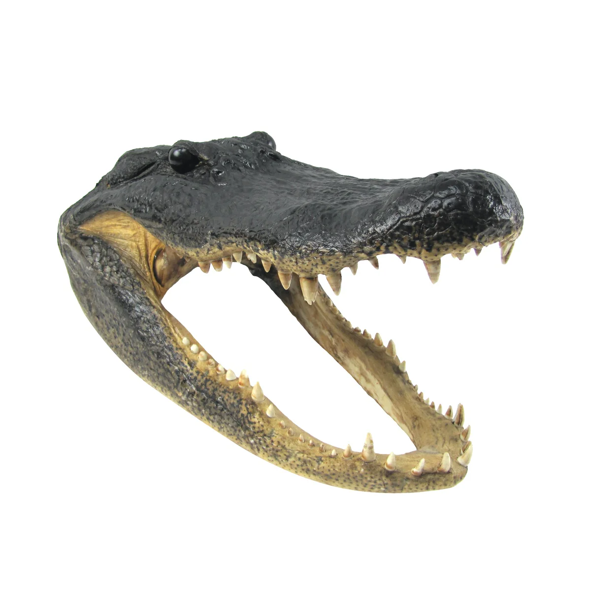 Large 16-17" Real Alligator Head Authentic Reptile Taxidermy Genuine Gator Skull
