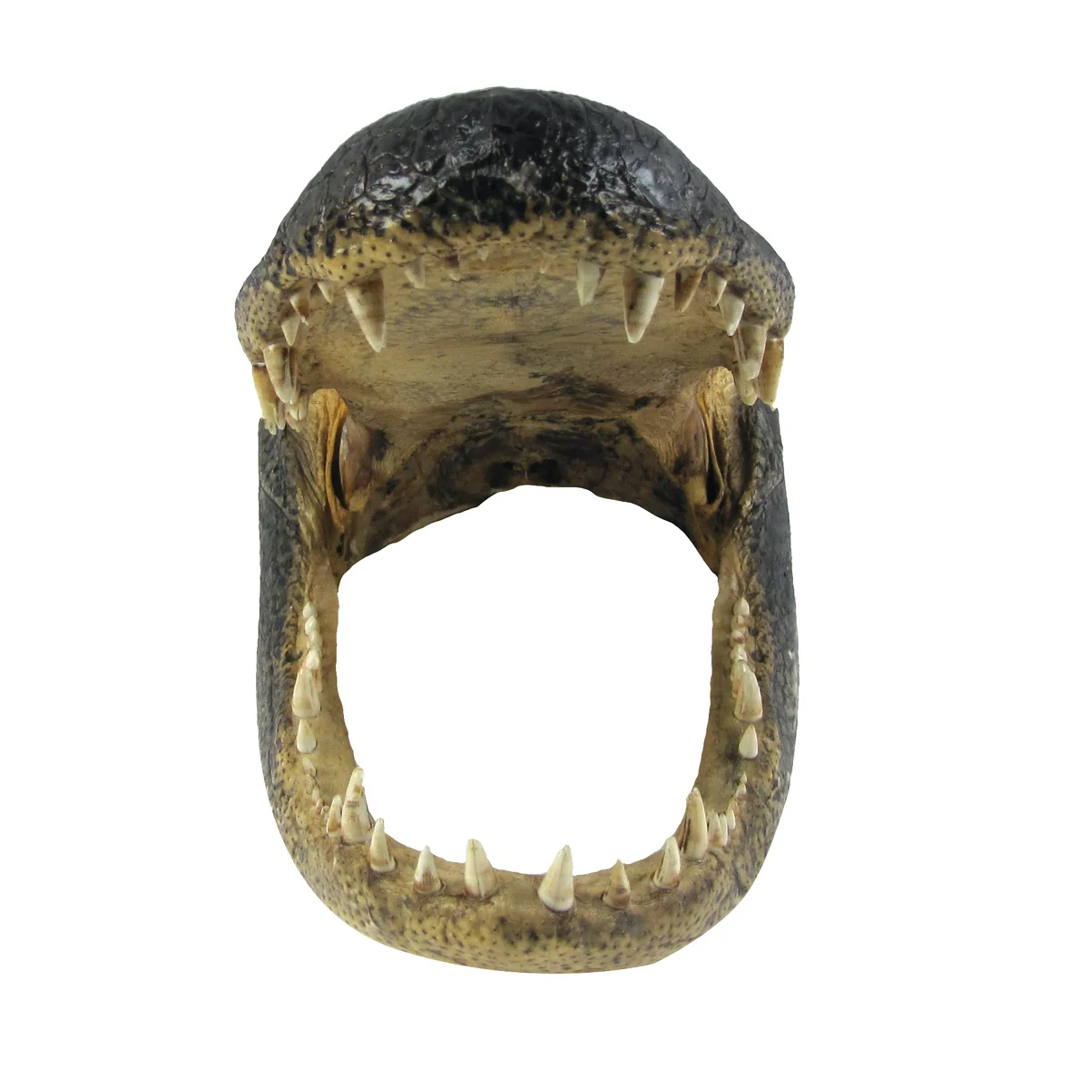 Large 16-17" Real Alligator Head Authentic Reptile Taxidermy Genuine Gator Skull - Image 2