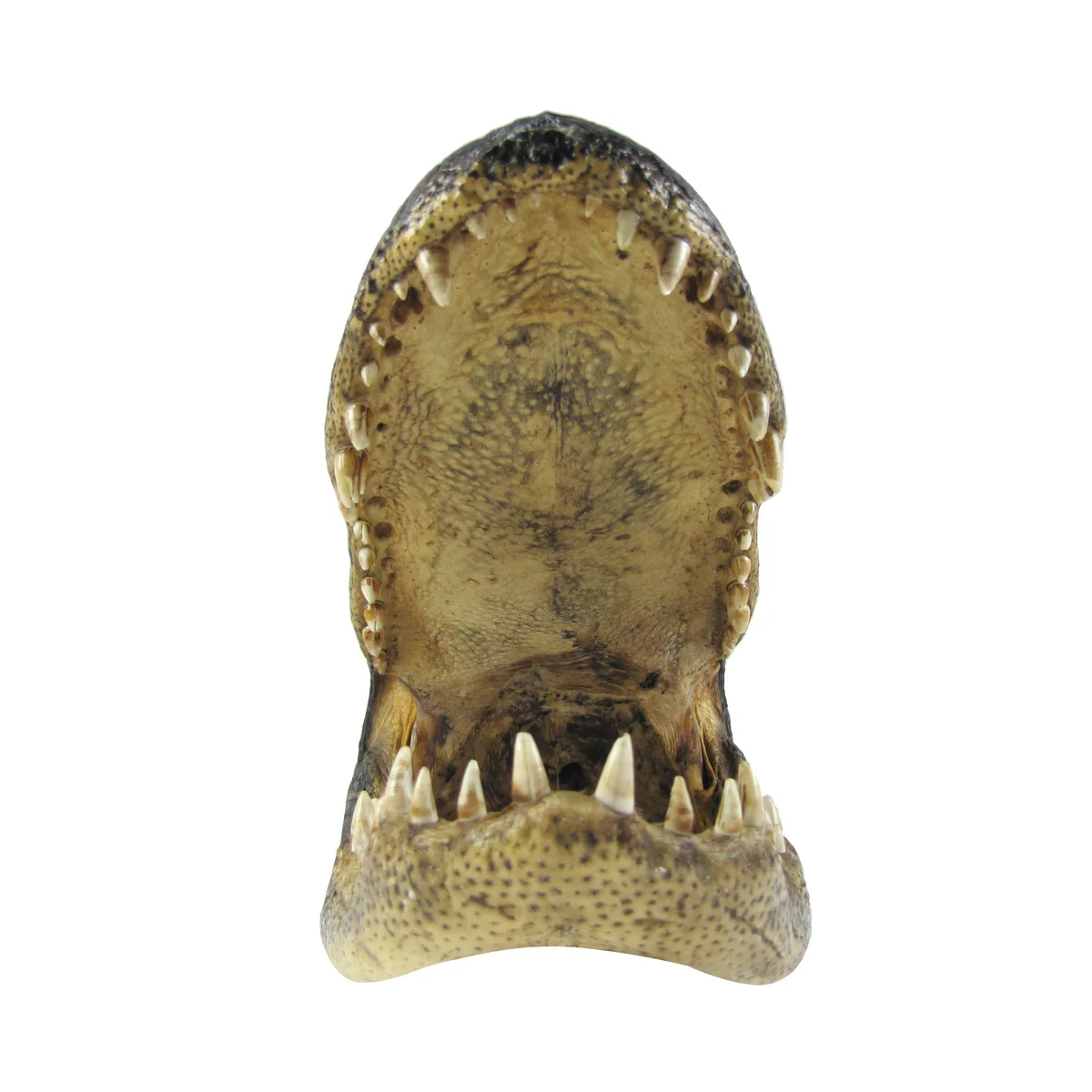 Large 16-17" Real Alligator Head Authentic Reptile Taxidermy Genuine Gator Skull - Image 3