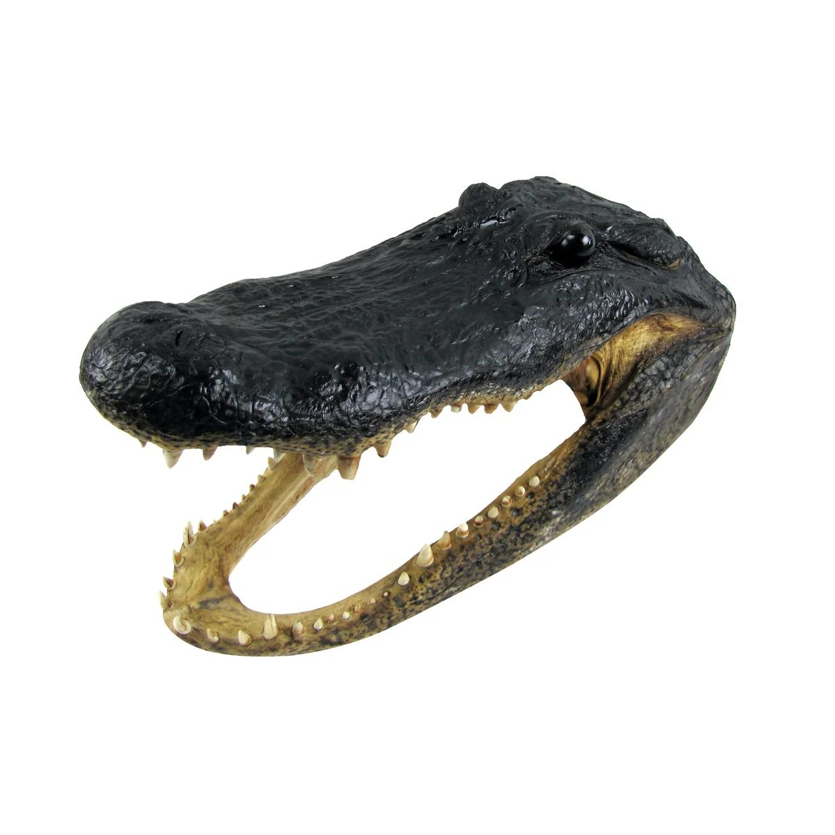 Large 16-17" Real Alligator Head Authentic Reptile Taxidermy Genuine Gator Skull - Image 4