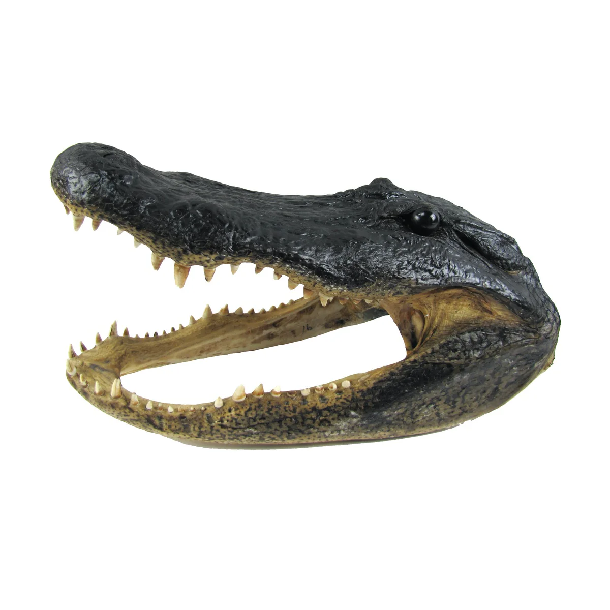Large 16-17" Real Alligator Head Authentic Reptile Taxidermy Genuine Gator Skull - Image 5