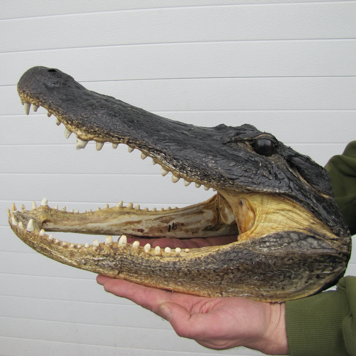 Large 16-17" Real Alligator Head Authentic Reptile Taxidermy Genuine Gator Skull - Image 7