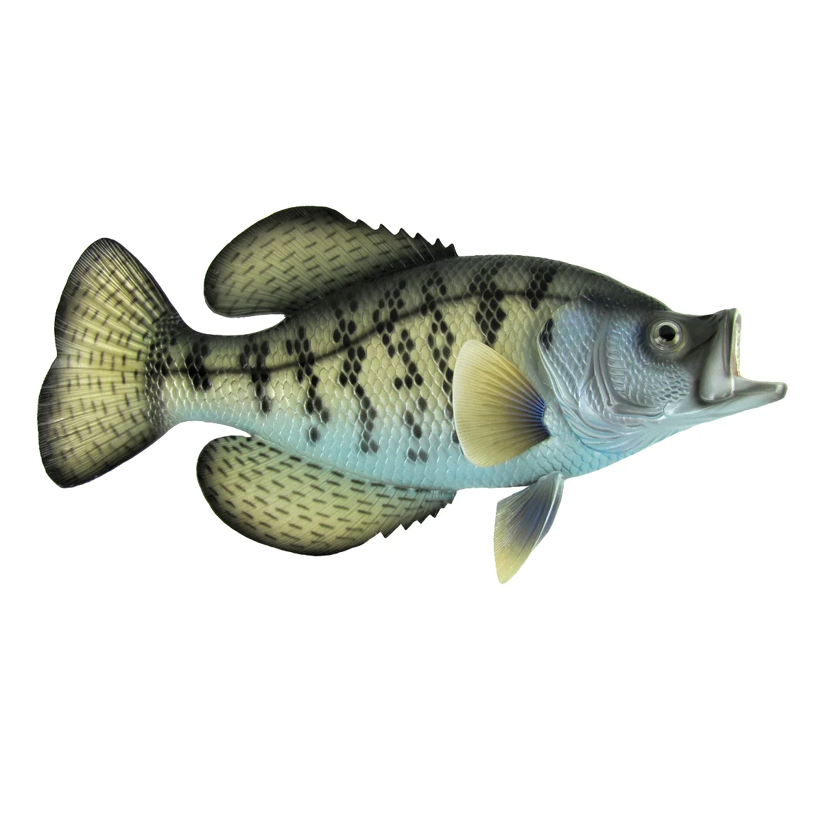 Lifelike Freshwater Crappie Fish Plaque Sunfish Wall Mount Art Trophy Taxidermy