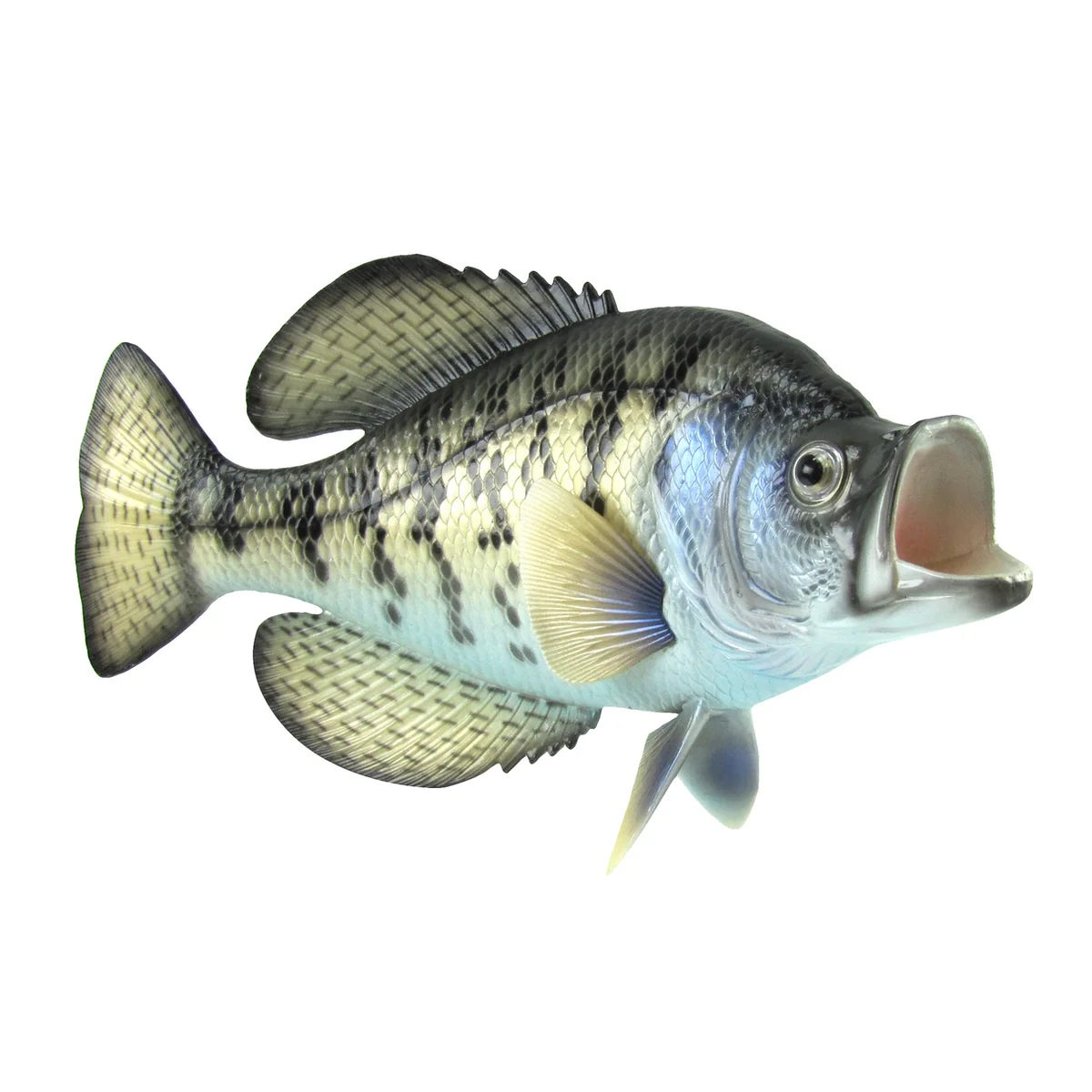 Lifelike Freshwater Crappie Fish Plaque Sunfish Wall Mount Art Trophy Taxidermy - Image 2