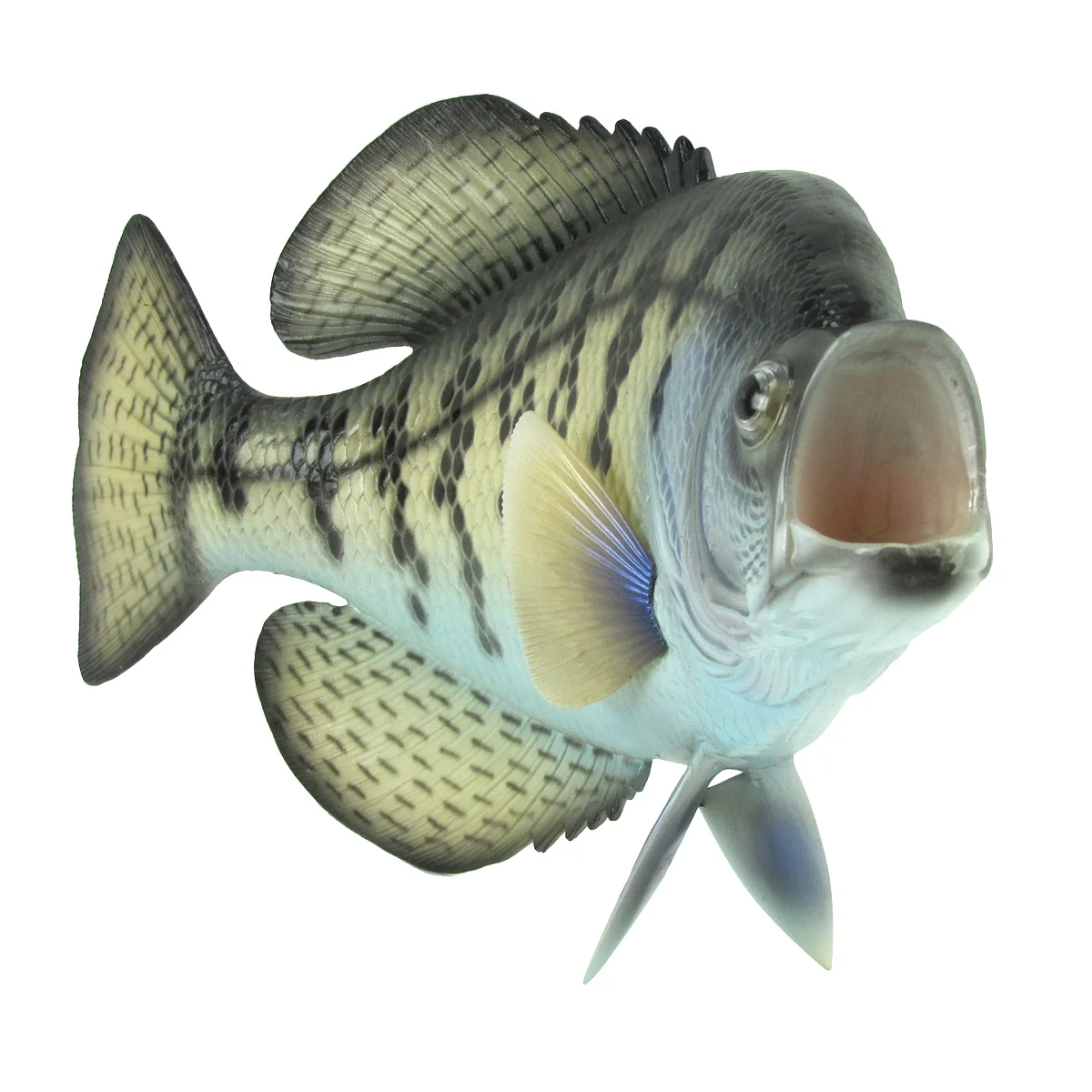 Lifelike Freshwater Crappie Fish Plaque Sunfish Wall Mount Art Trophy Taxidermy - Image 3