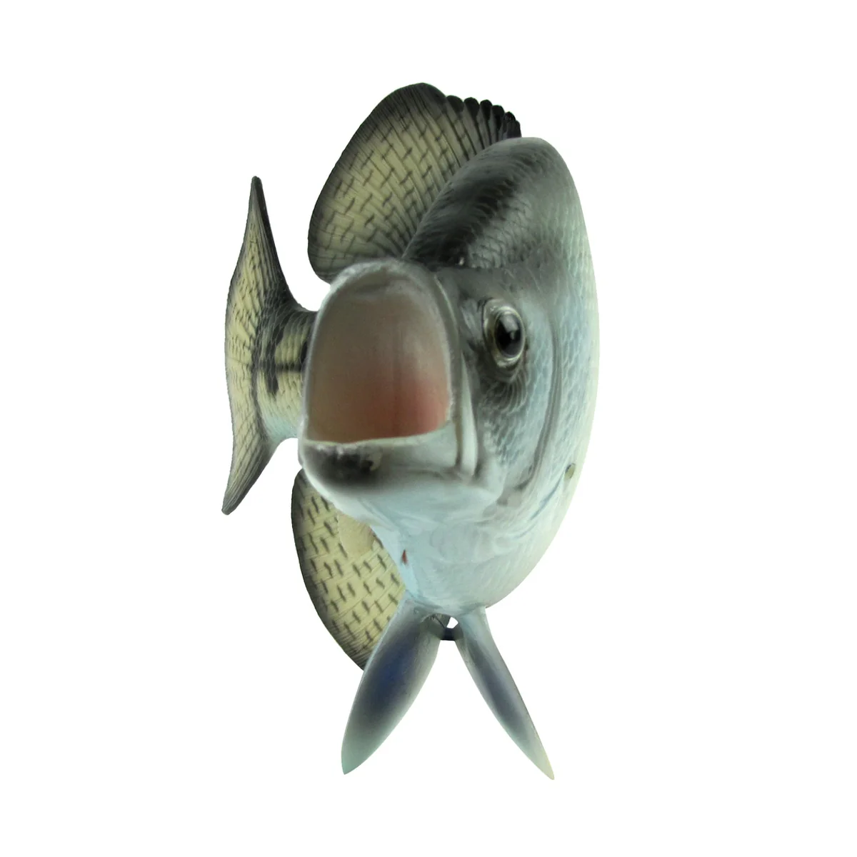 Lifelike Freshwater Crappie Fish Plaque Sunfish Wall Mount Art Trophy Taxidermy - Image 4