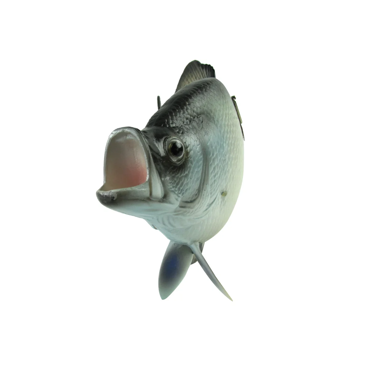 Lifelike Freshwater Crappie Fish Plaque Sunfish Wall Mount Art Trophy Taxidermy - Image 5