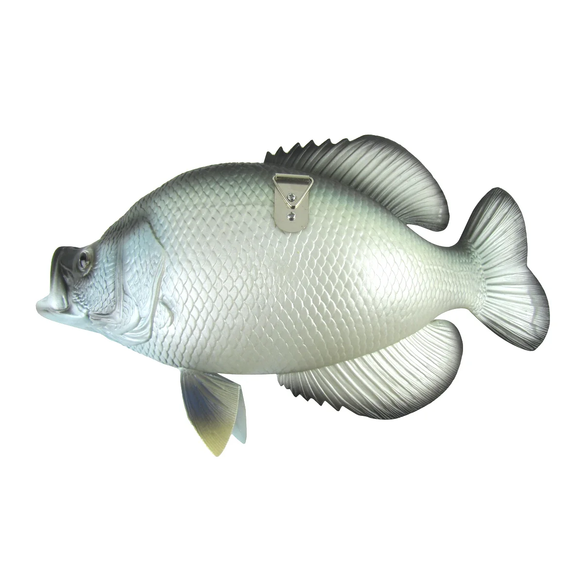 Lifelike Freshwater Crappie Fish Plaque Sunfish Wall Mount Art Trophy Taxidermy - Image 6