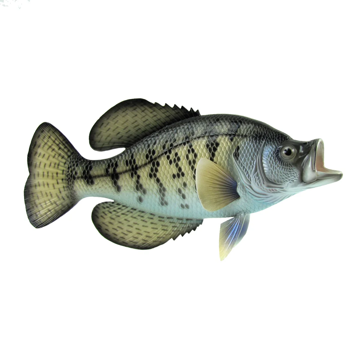 Lifelike Freshwater Crappie Fish Plaque Sunfish Wall Mount Art Trophy Taxidermy - Image 8