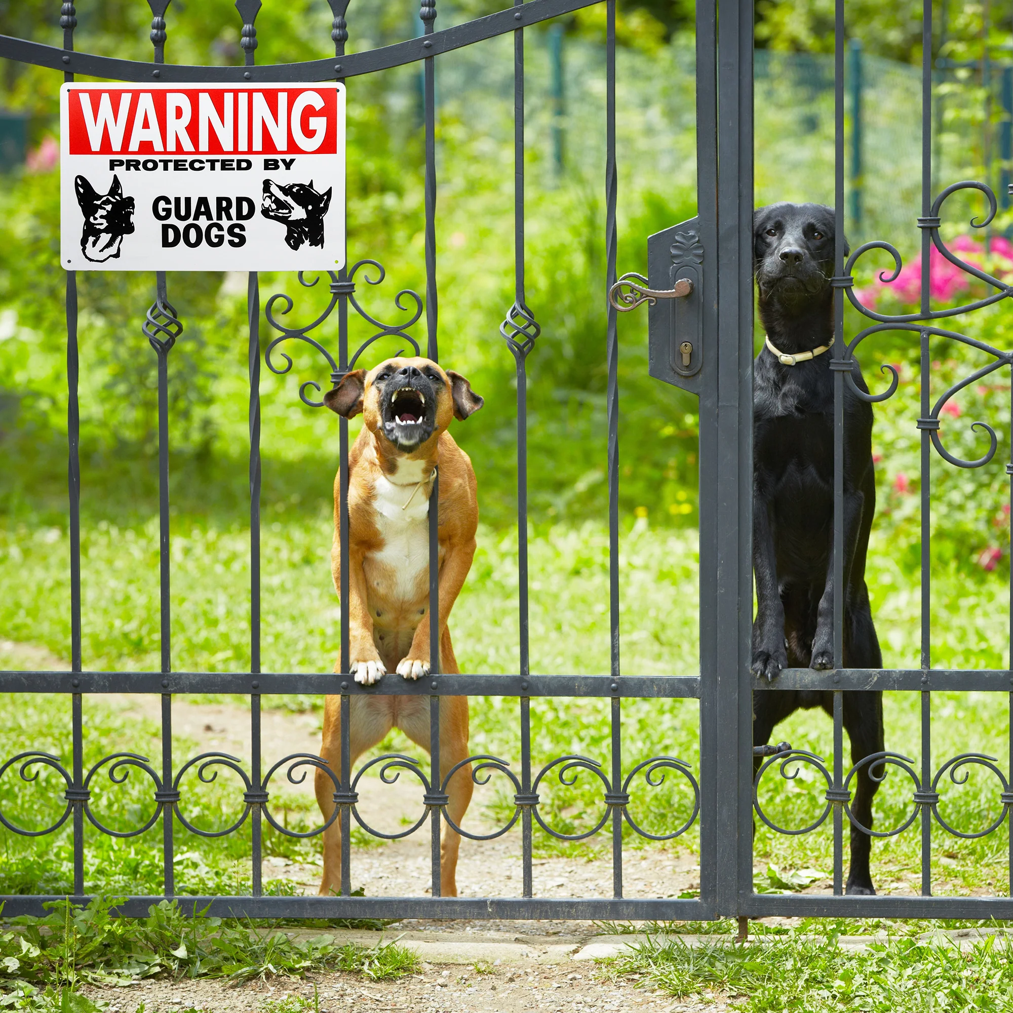 Guard Dogs Metal Warning Wall Decor Outdoor Security Sign for Yard Fence or Door - Image 7