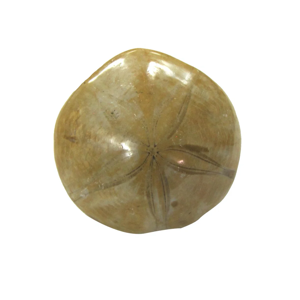 Polished Natural Sand Dollar Fossil Nautical Beach Sea Shell Coastal Ocean Decor