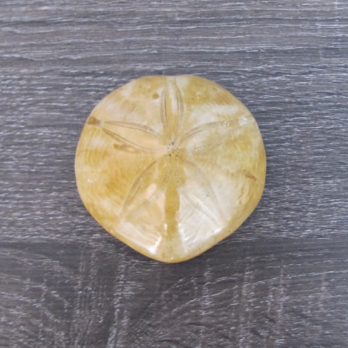 Polished Natural Sand Dollar Fossil Nautical Beach Sea Shell Coastal Ocean Decor - Image 2