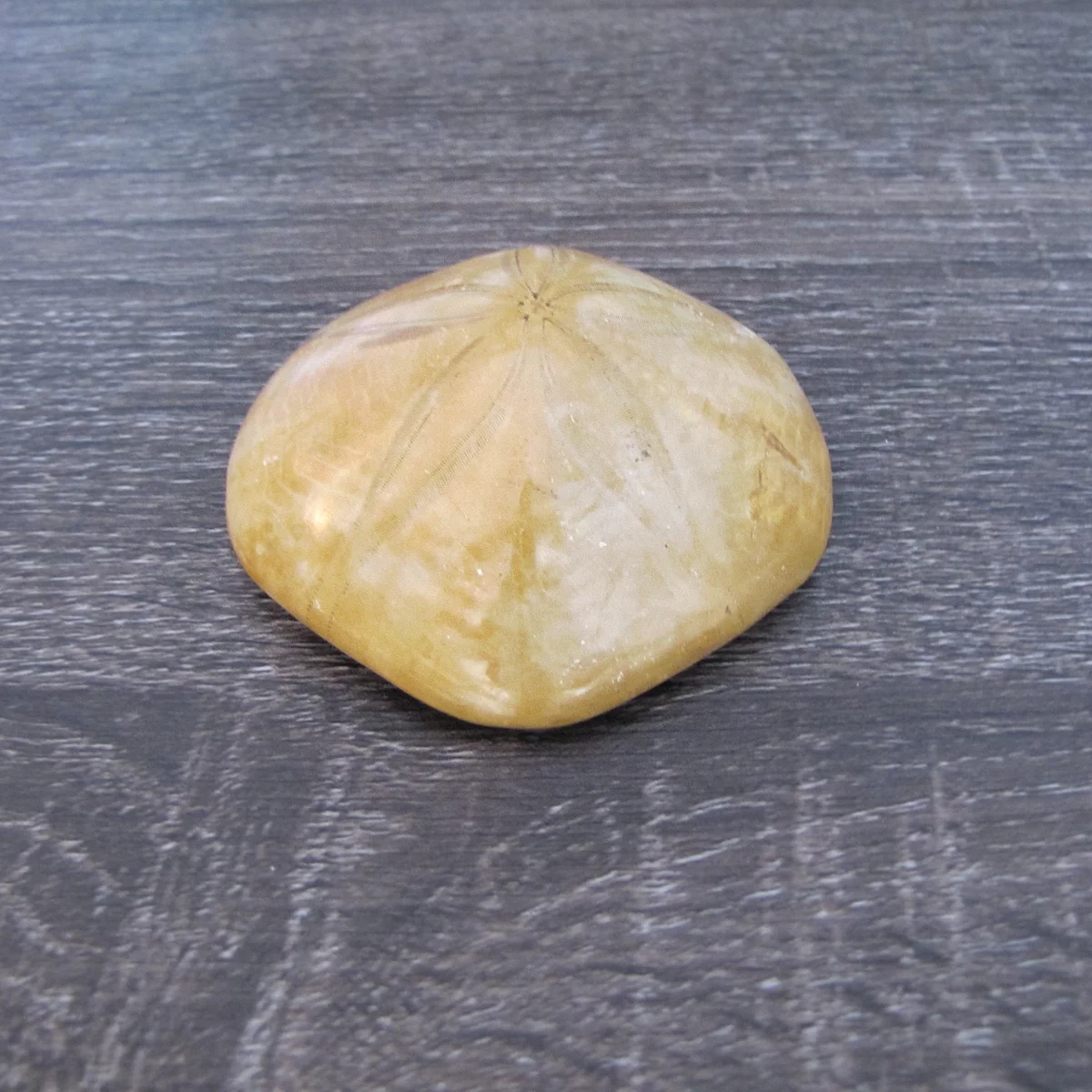 Polished Natural Sand Dollar Fossil Nautical Beach Sea Shell Coastal Ocean Decor - Image 3