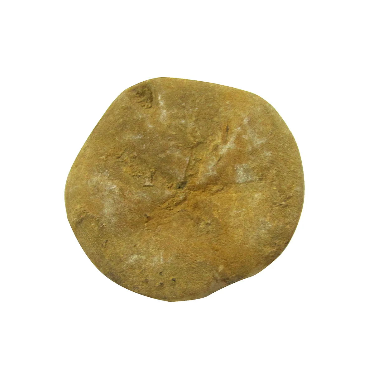 Polished Natural Sand Dollar Fossil Nautical Beach Sea Shell Coastal Ocean Decor - Image 4