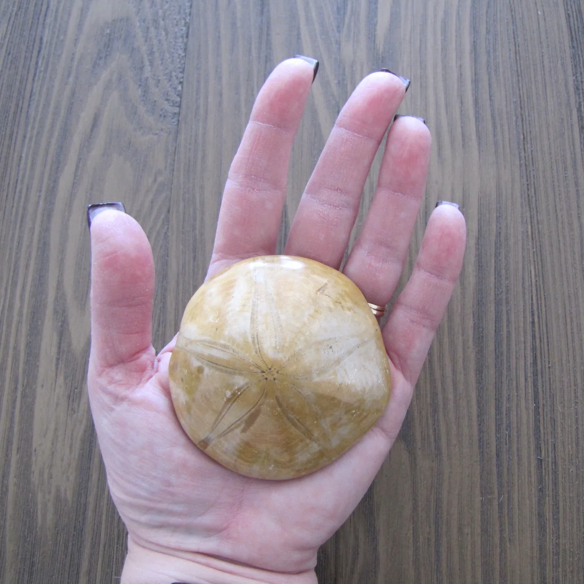 Polished Natural Sand Dollar Fossil Nautical Beach Sea Shell Coastal Ocean Decor - Image 5