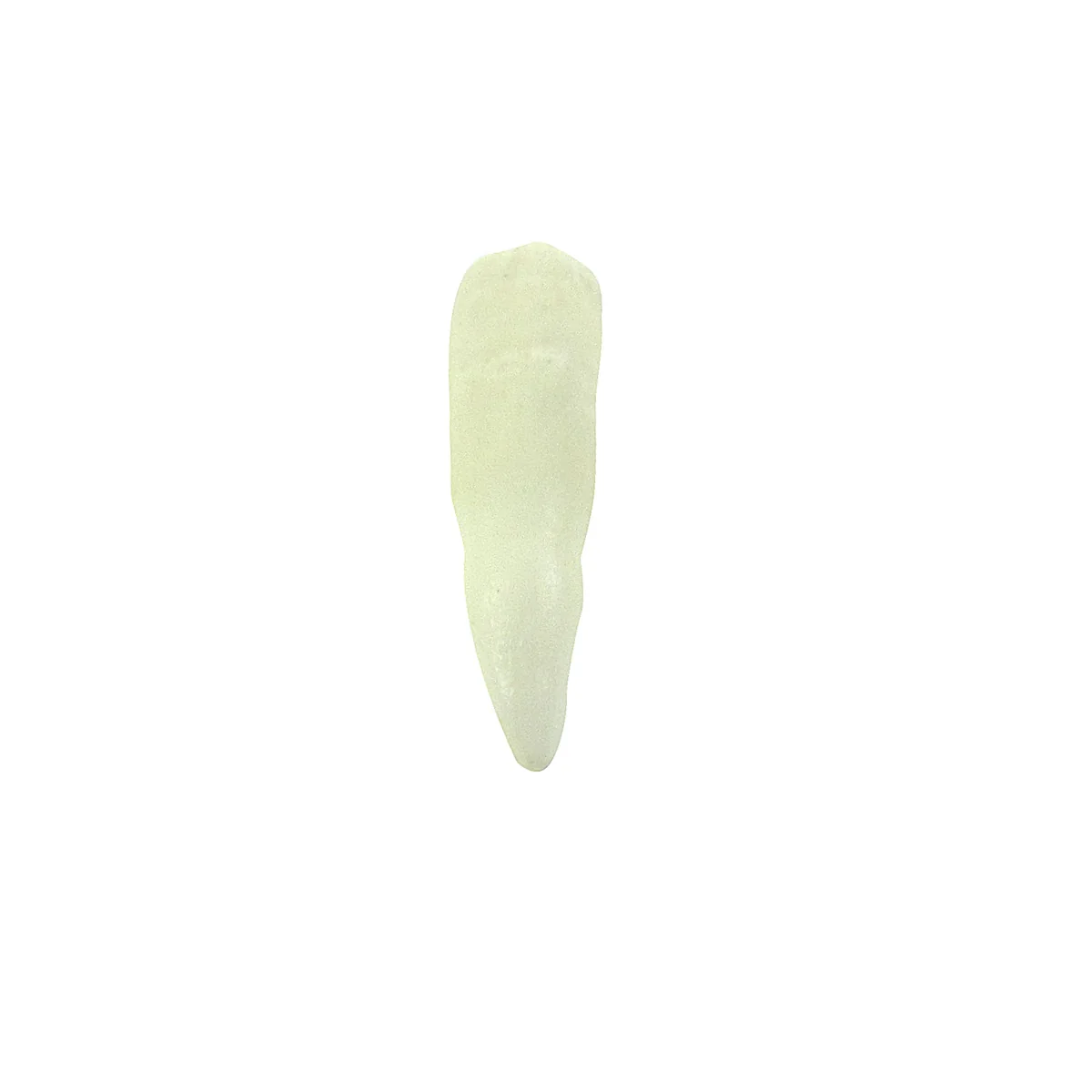 Real Alligator Tooth Bottle Cork Gator Teeth Taxidermy Keepsake Glass Jar Vial - Image 3