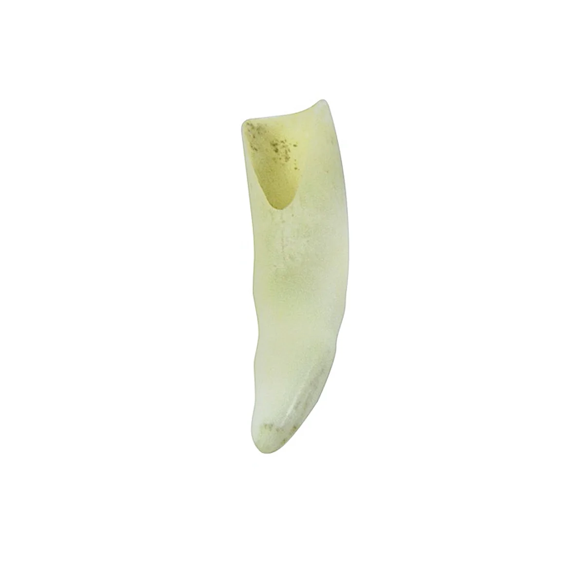 Real Alligator Tooth Bottle Cork Gator Teeth Taxidermy Keepsake Glass Jar Vial - Image 4