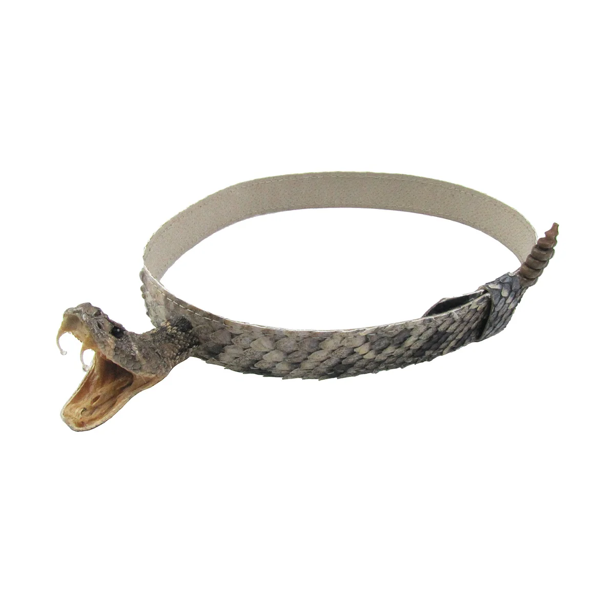 Real Rattlesnake Head Skin Western Cowboy Hat Band Wrap Genuine Snake Taxidermy