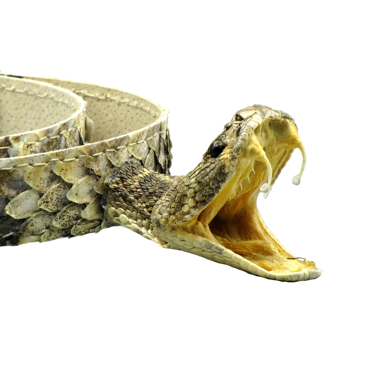 Real Rattlesnake Head Skin Western Cowboy Hat Band Wrap Genuine Snake Taxidermy - Image 3