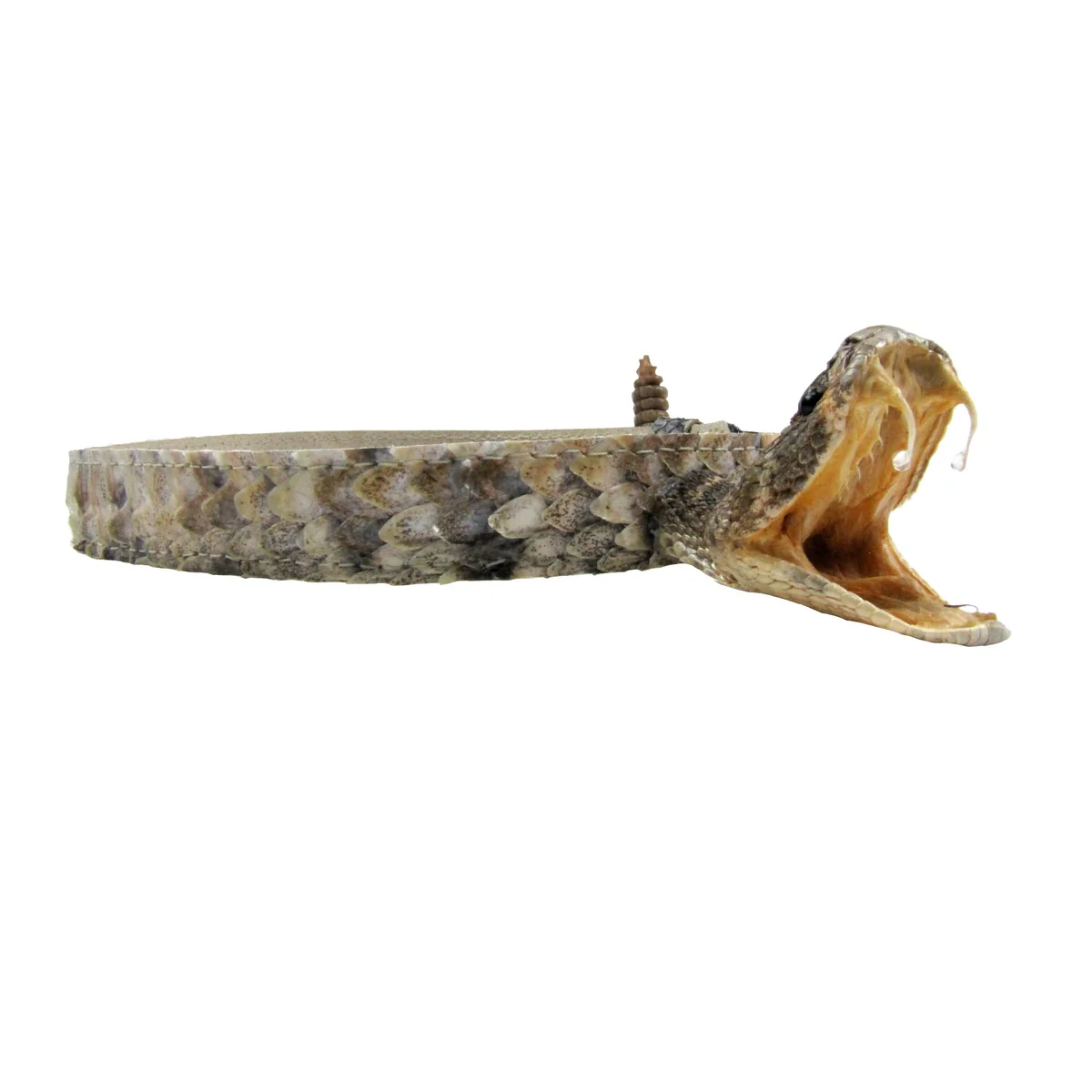 Real Rattlesnake Head Skin Western Cowboy Hat Band Wrap Genuine Snake Taxidermy - Image 6