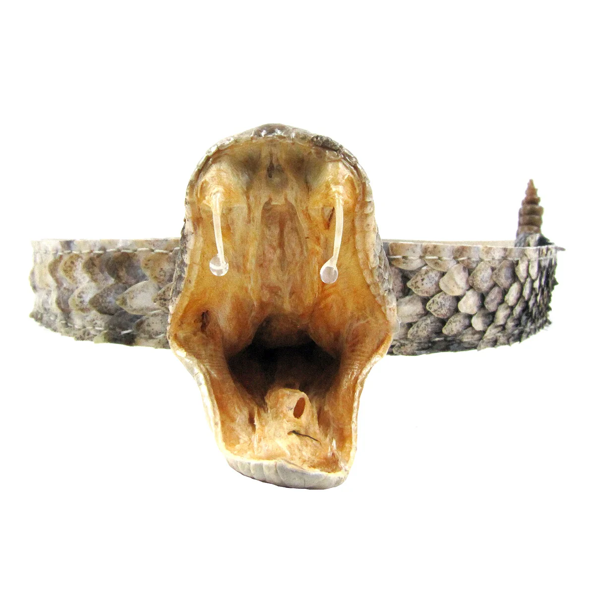 Real Rattlesnake Head Skin Western Cowboy Hat Band Wrap Genuine Snake Taxidermy - Image 7