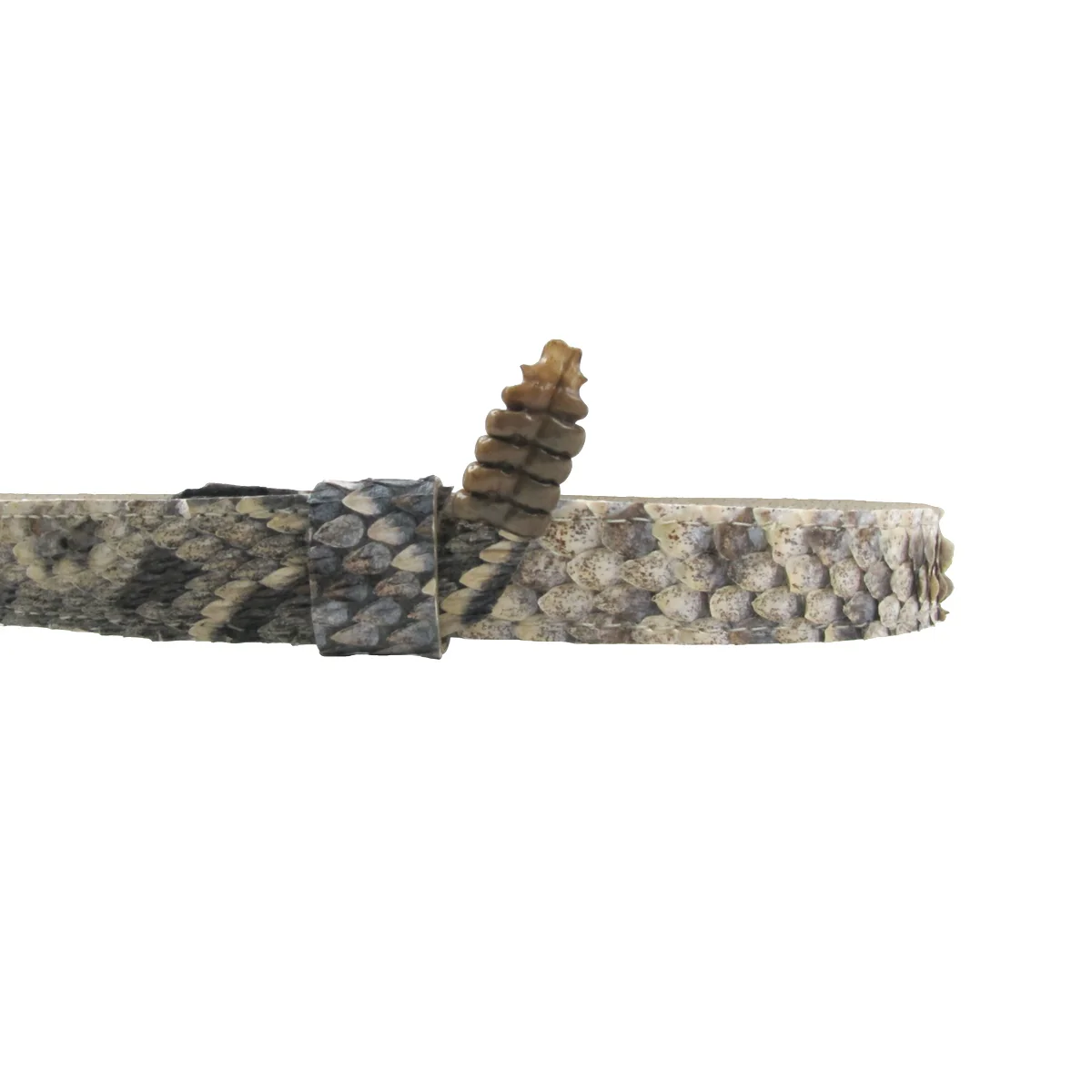 Real Rattlesnake Head Skin Western Cowboy Hat Band Wrap Genuine Snake Taxidermy - Image 8