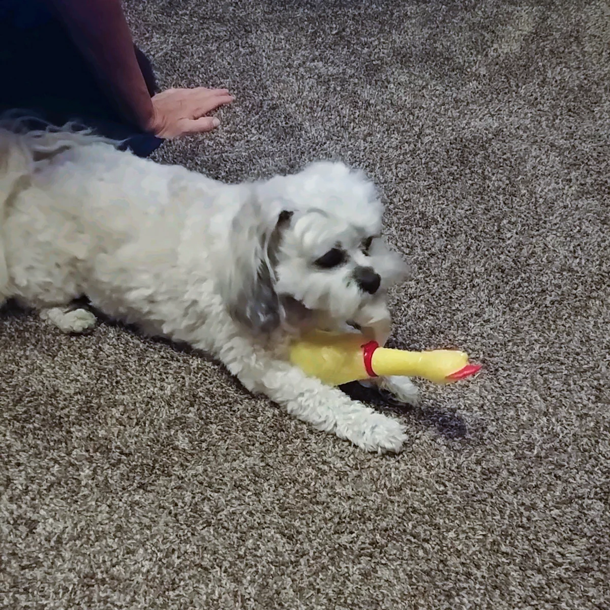 Squeaky Yellow Rubber Chicken Dog Chew Toy Squeak Toys Puppy Dogs Teething Play - Image 4